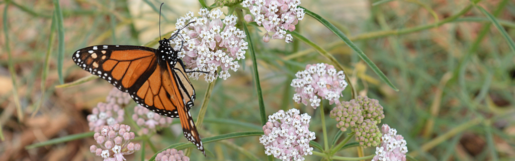 Monarch butterfly on Narrowleaf milkweed.