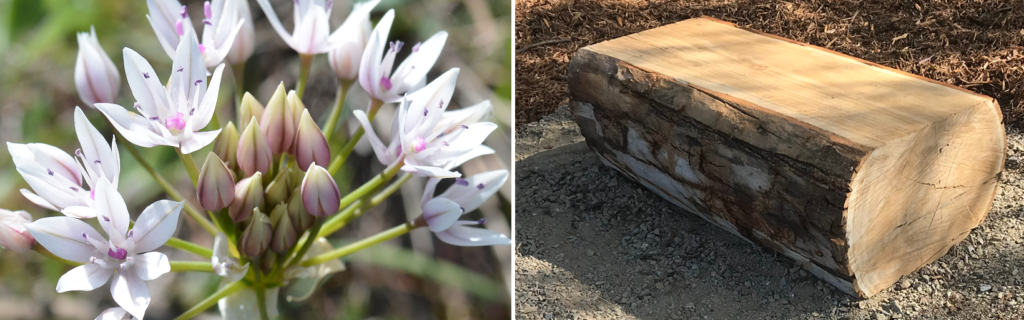 Flowers and log bench.