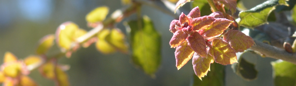 Photo of new leaves on a Coast Live Oak.