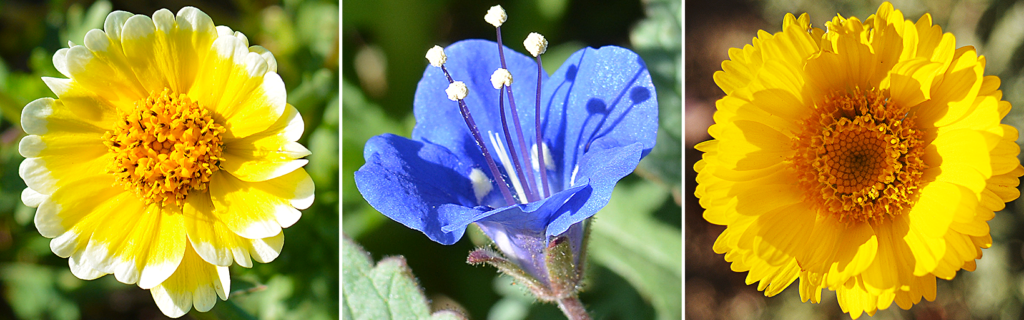 California native wildflowers.